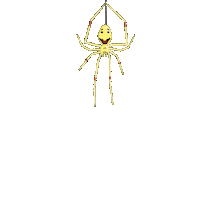 keaweamahi web spider hawaii hawaiian Sticker