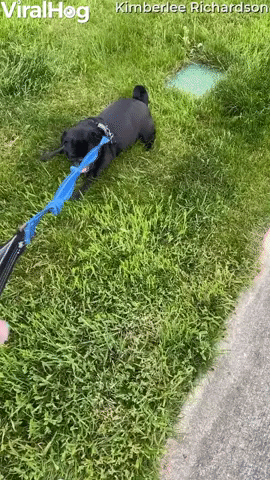 Pug Decides to End Walk