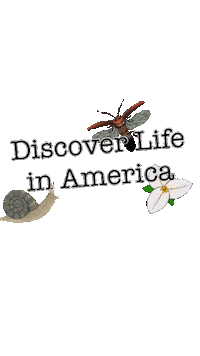discoverlifeinamerica science conservation biodiversity smokies Sticker