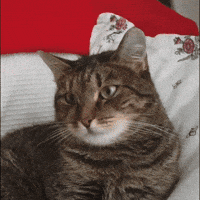 Error Connection GIF