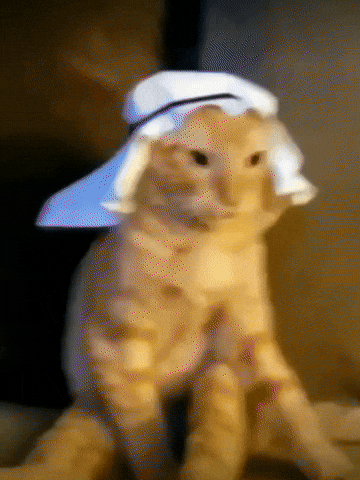 Video gif. An orange tabby cat wears a white headpiece and sits still on the couch. A blank, unphased expression doesn't waver on its face. 