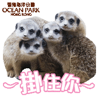 Miss Love Sticker by Ocean Park Hong Kong