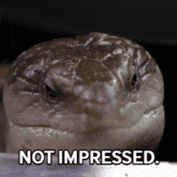 Lizard Reptile GIF by Valley Zoo Development Society