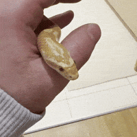 Surprise Snake GIF