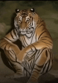 Tiger Watches GIF