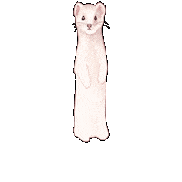 Straykids Ferret Sticker