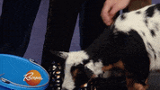 christmas eating GIF by Rachael Ray Show