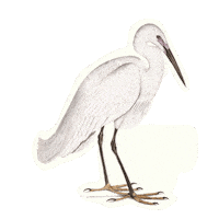 Bird Crawdads Sticker by Sony Pictures