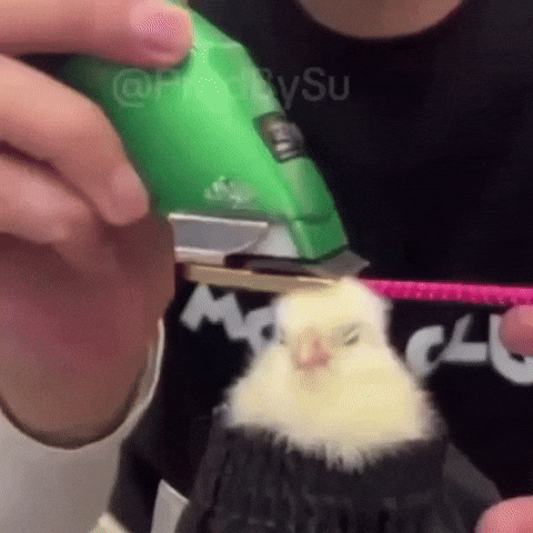 Jotarinho giphycreatortest GIF