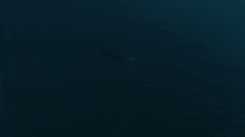 Coming On My Way GIF by Shark Week