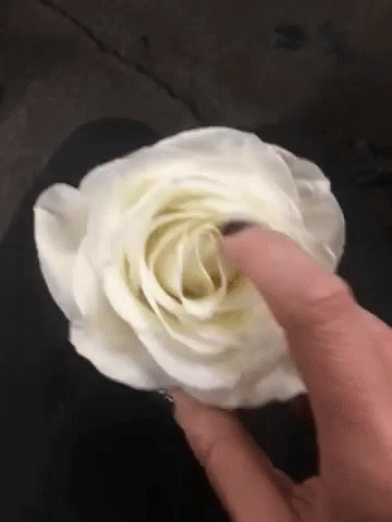 thinking garden GIF