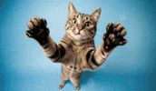 Cat Jump GIF by Salih Kizilkaya