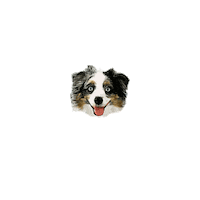 Cat Dog Sticker by BootayBag