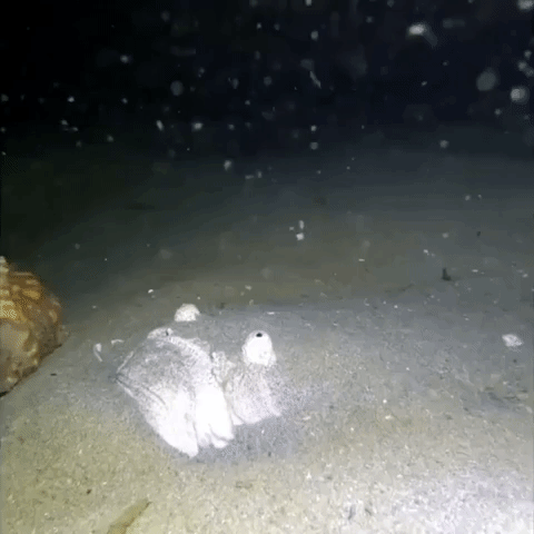 'Dicing With Death': Fish Swims Past Predator Hidden Beneath Sand