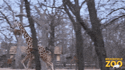 Run Running GIF by Brookfield Zoo
