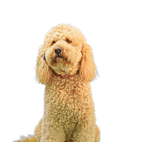 PetsBest dog puppy pet doodle Sticker