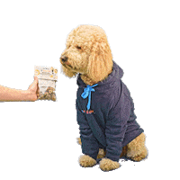PetsBest dog puppy pet doodle Sticker