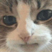 Cat Kitten GIF