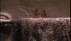Place Cockroaches GIF