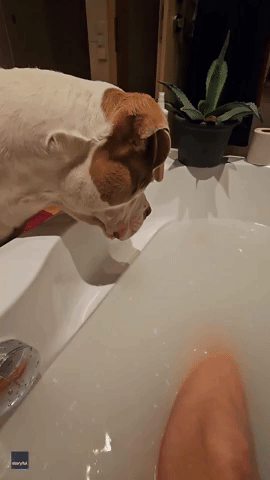 Owner Pranks Dog with Disappearing Toes in Bath Water