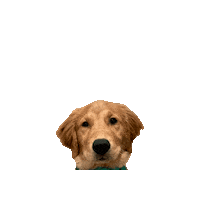Golden Retriever Puppy Sticker by Geekster Pets