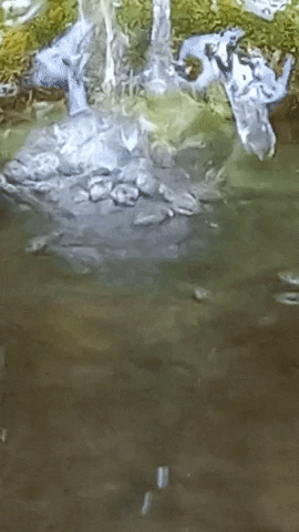 Simongip giphygifmaker GIF