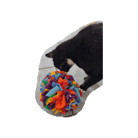 Katze Sticker by Pawcordbyfranzi
