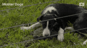 Border Collie Dogs GIF by ABC TV + IVIEW
