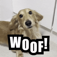 Dachshund Woof GIF