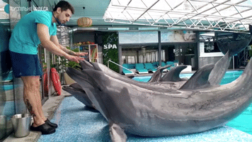 Kharkiv Aquarium's Dolphins