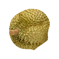 Durian Sticker by DHL Express Malaysia