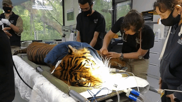Adelaide Zoo's Sumatran Tiger Passes Health Check