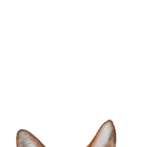 cat kitty Sticker by lauryncakes