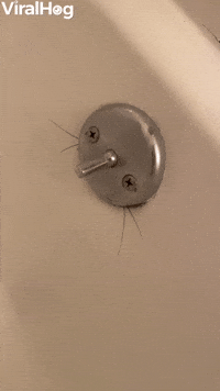 New Apartment Has Some Unexpected Tenants 