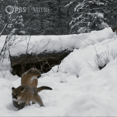 Explore Baby Animal GIF by Nature on PBS