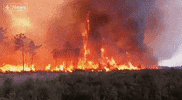 Climate Change Wildfires GIF by GIPHY News