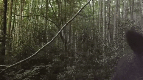 scared discovery channel GIF by Discovery Europe