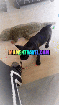 Dog GIF by Momentravel