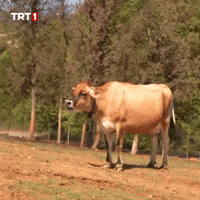 Hungry Cow GIF by TRT