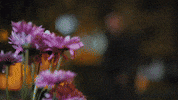 Alperen Duymaz Leyla GIF by Ay Yapım