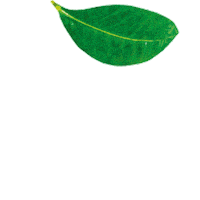 Green Tea Sticker by King George Agency