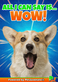 Taylor Wow GIF by PetJuvenate - PJ