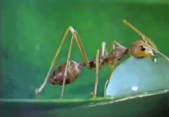 ant drinking GIF
