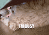 Im Busy Work From Home GIF