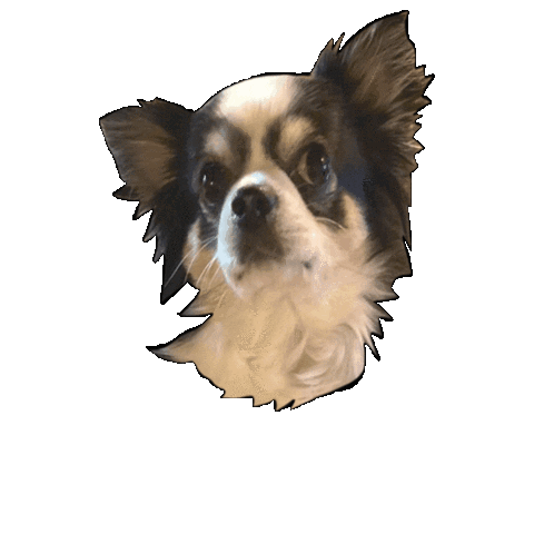 Chibi Chihuahua Sticker