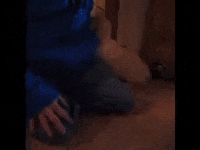 Greeting Golden Retriever GIF