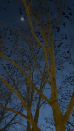 marianthe_loucataris giphygifmaker GIF