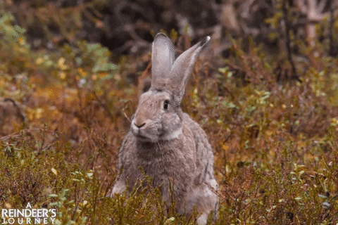 screenmediafilms giphyupload bunny rabbit shake it off GIF