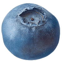 trufru fruit blueberry trufru tru fru Sticker