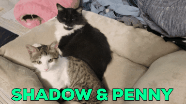 vladyslavt giphygifmaker giphygifmakermobile shadowpenny81 GIF